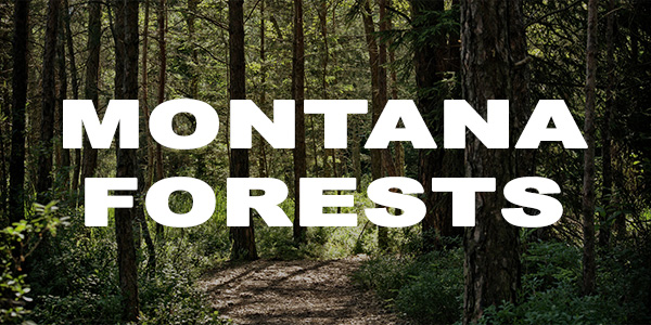Montana Forests Pyramid Mountain Lumber